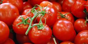 12-05-06-01-red-greenhouse-tomatoes-whole-foods-reston-va-usa.jpg