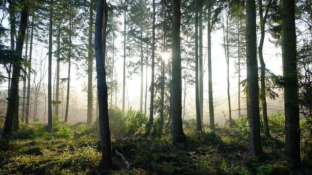 Forestry Applications: Using Spectroscopy to Monitor Production ...