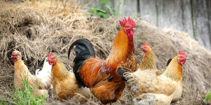 Best Practices for Measuring the Color of Poultry